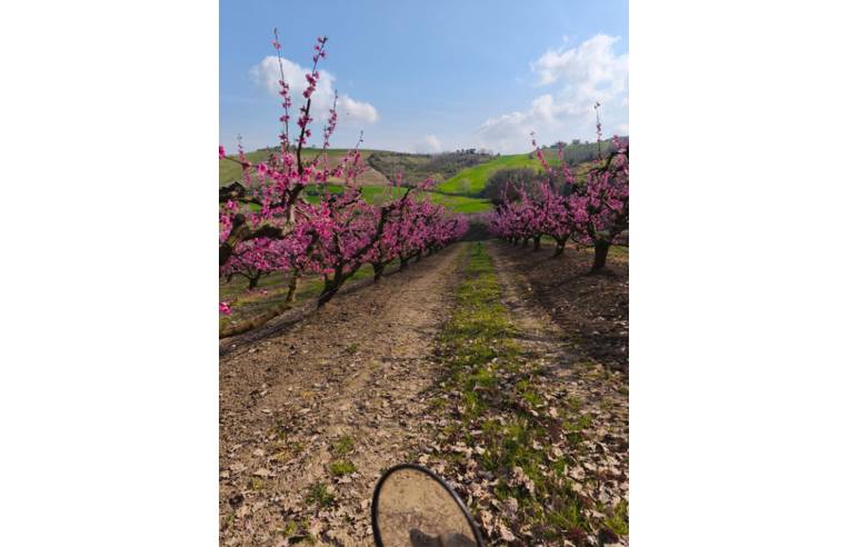 terreno agricolo in vendita a Santarcangelo di Romagna