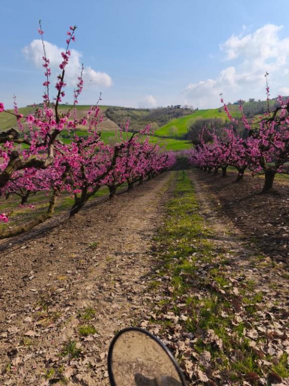 terreno agricolo in vendita a Santarcangelo di Romagna