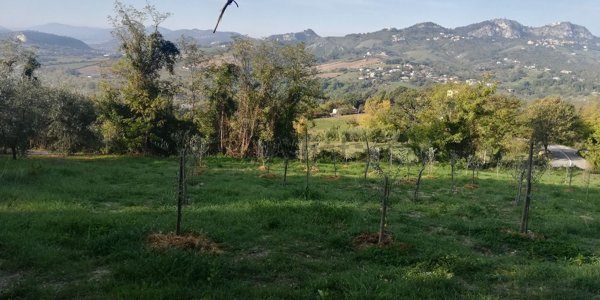 terreno agricolo in vendita a Verucchio