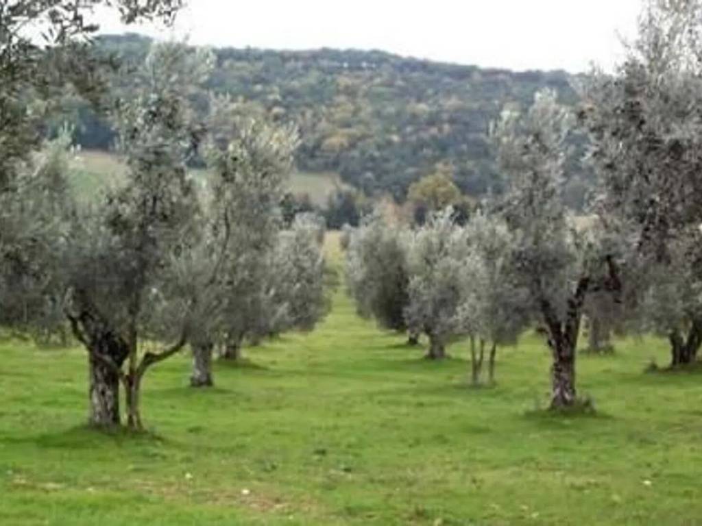 terreno agricolo in vendita a Montescudo-Monte Colombo in zona Montescudo