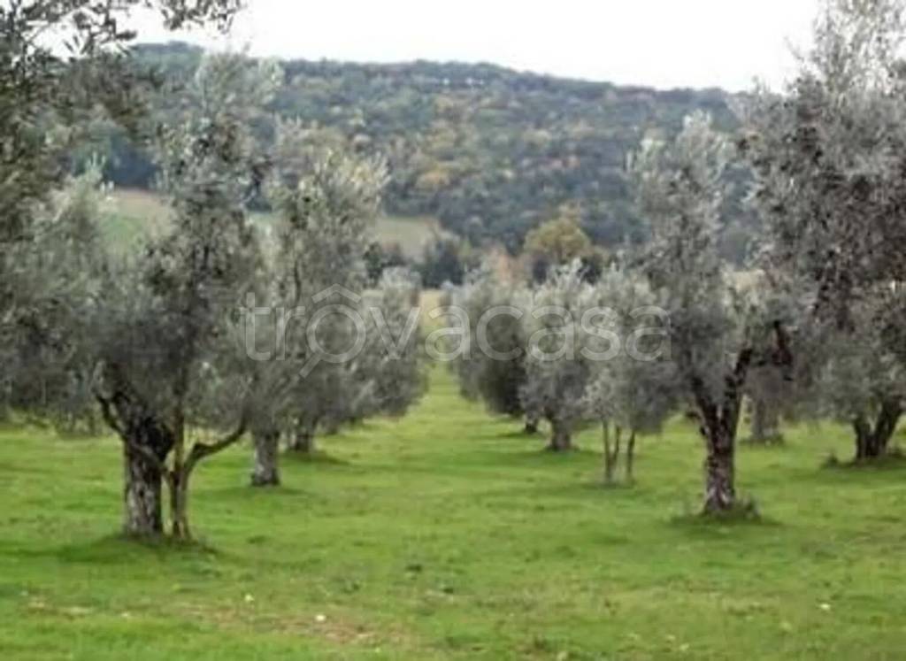 terreno agricolo in vendita a Montescudo-Monte Colombo in zona Osteria Nuova