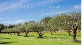 terreno agricolo in vendita a Carmignano