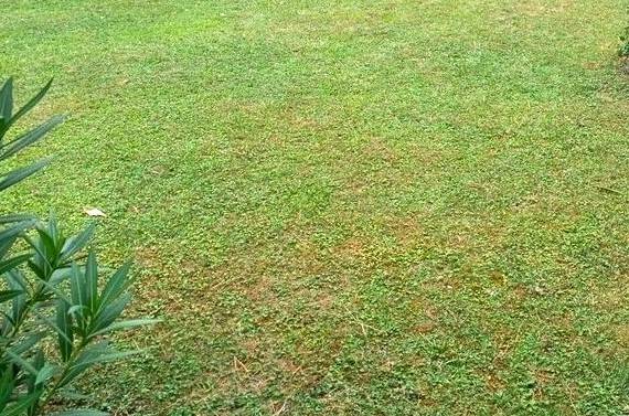 casa indipendente in vendita a Carmignano