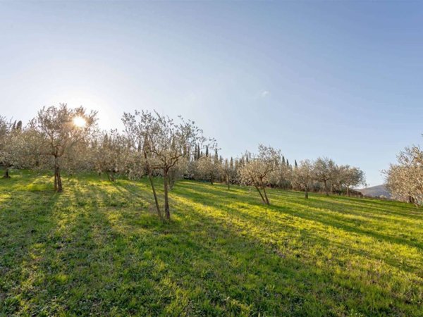 terreno agricolo in vendita a Carmignano