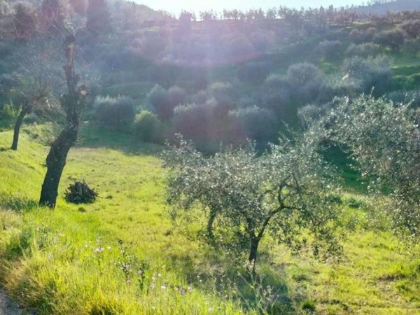 terreno agricolo in vendita a Carmignano