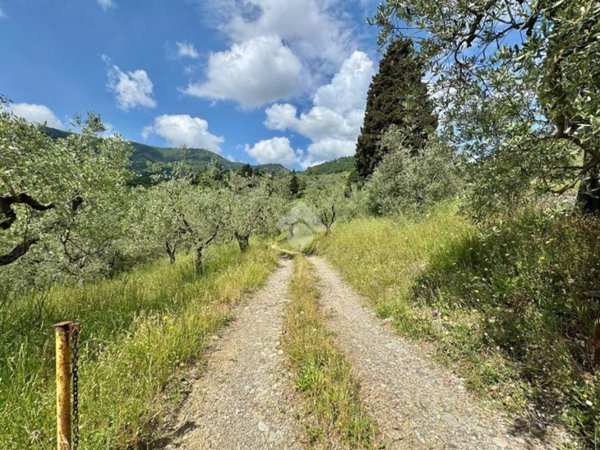 terreno agricolo in vendita a Carmignano