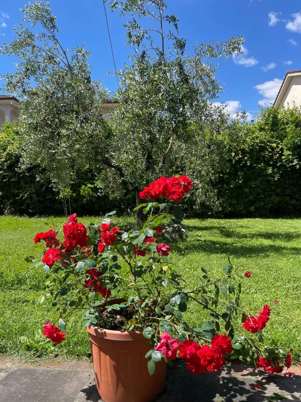 appartamento in vendita a Carmignano