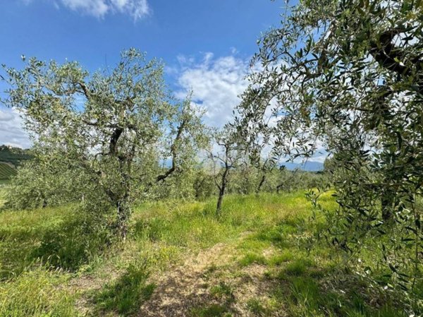 terreno agricolo in vendita a Carmignano