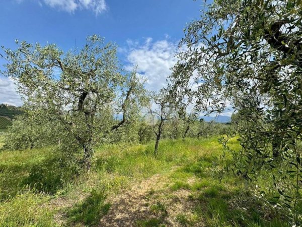 terreno agricolo in vendita a Carmignano