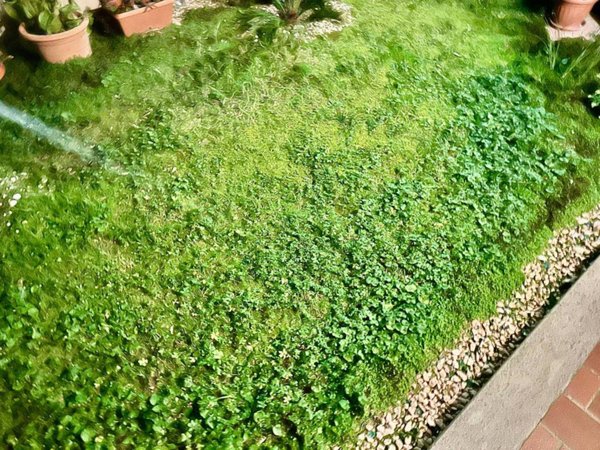 appartamento in vendita a Carmignano