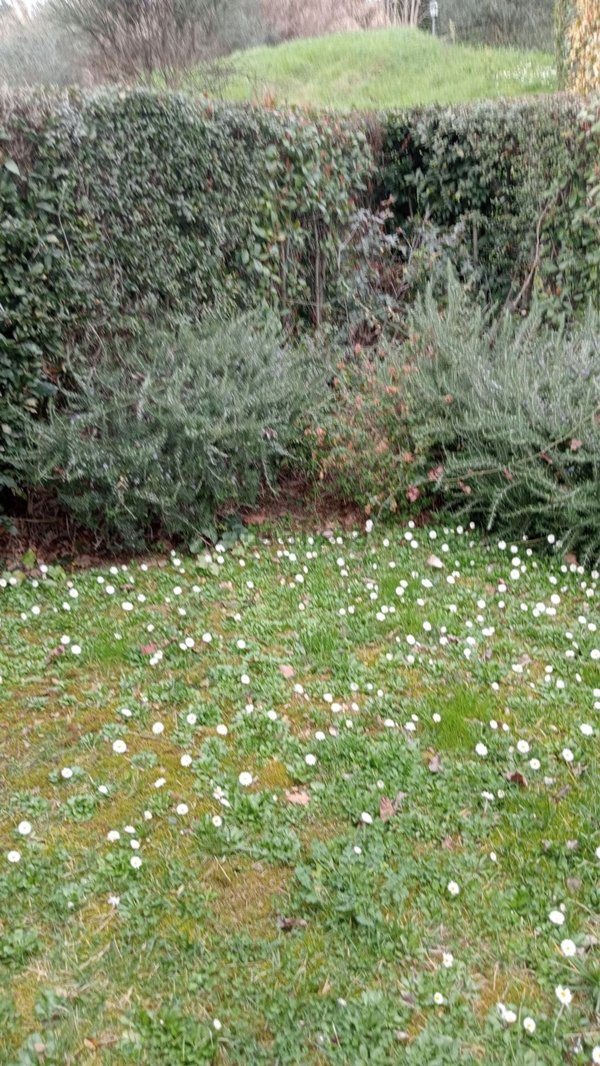 quadrivano in vendita a Carmignano