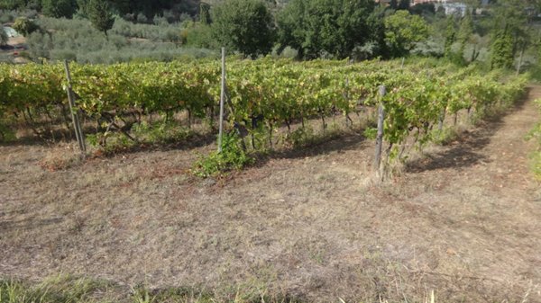 terreno agricolo in vendita a Carmignano