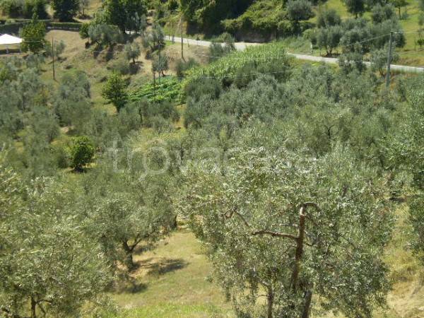 terreno agricolo in vendita a Carmignano