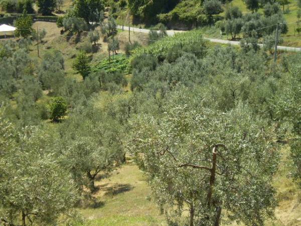 terreno agricolo in vendita a Carmignano