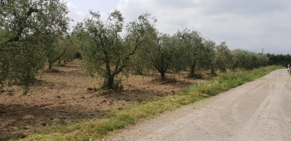 terreno agricolo in vendita a Montemurlo