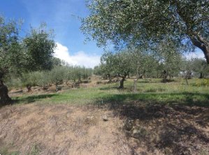 terreno agricolo in vendita a Montemurlo