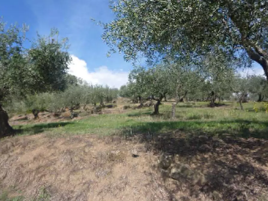 terreno agricolo in vendita a Montemurlo