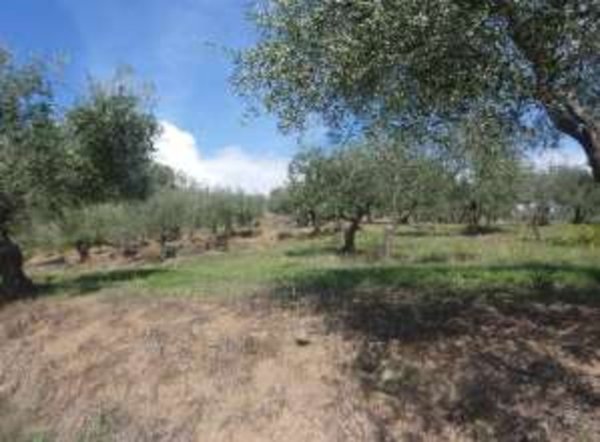 terreno agricolo in vendita a Montemurlo