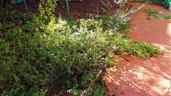 casa indipendente in vendita a Poggio a Caiano