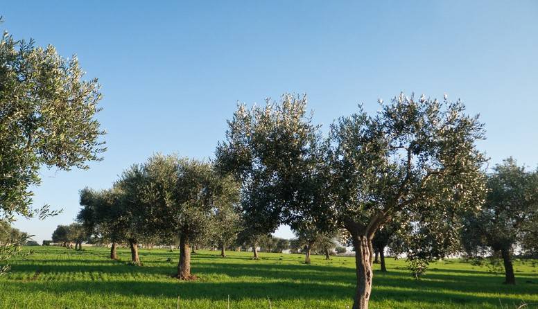 casa indipendente in vendita a Poggio a Caiano