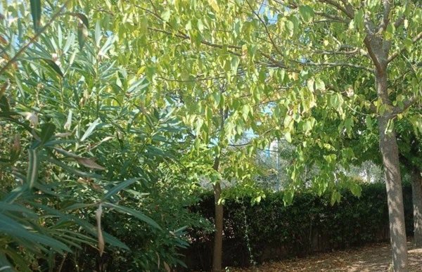 casa indipendente in vendita a Poggio a Caiano