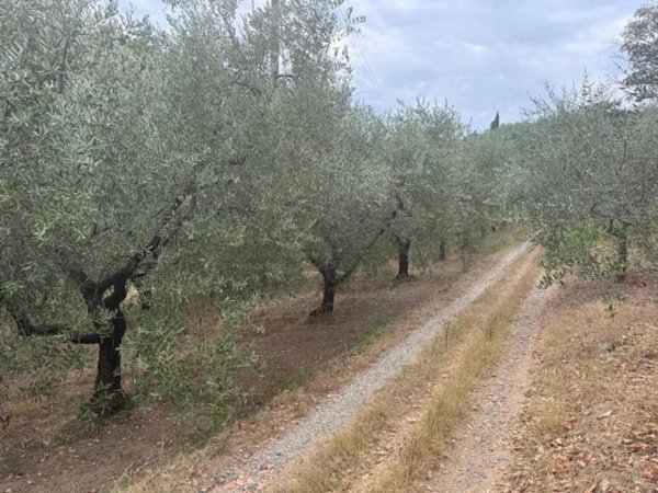 terreno agricolo in vendita a Poggio a Caiano