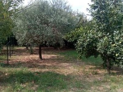 terreno agricolo in vendita a Prato