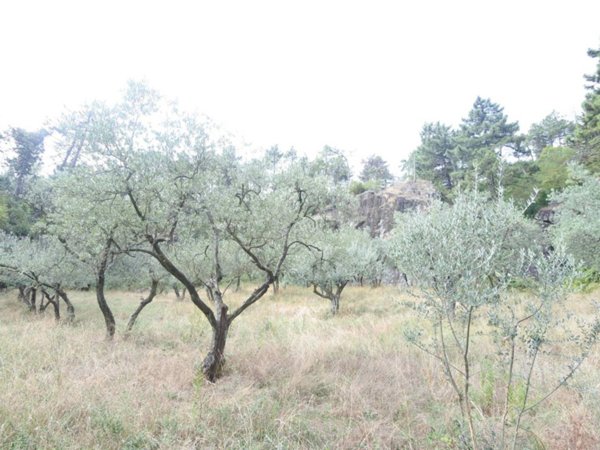 terreno agricolo in vendita a Prato in zona Figline