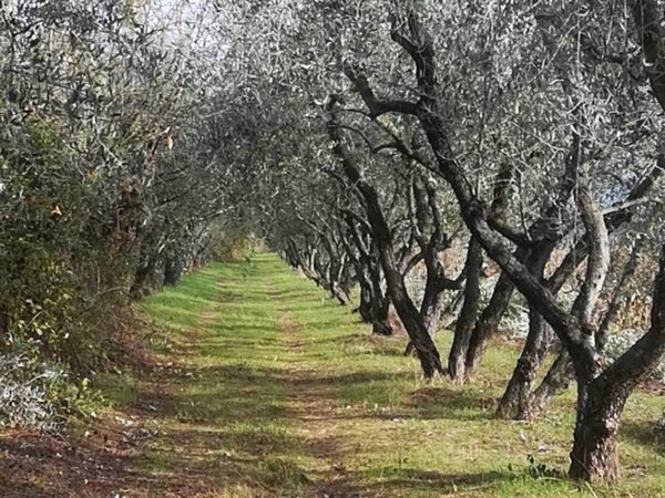 terreno agricolo in vendita a Prato in zona Paperino
