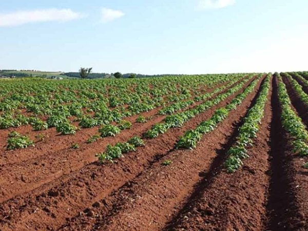 terreno agricolo in vendita a Prato in zona Tavola