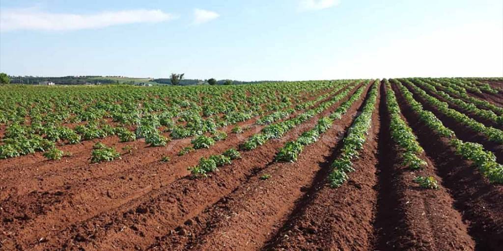 terreno agricolo in vendita a Prato in zona Castelnuovo