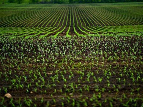 terreno agricolo in vendita a Prato in zona Sant'Ippolito