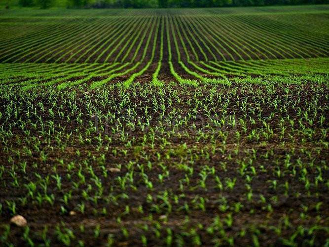 terreno agricolo in vendita a Prato in zona Galciana