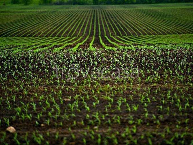 terreno agricolo in vendita a Prato in zona Galciana