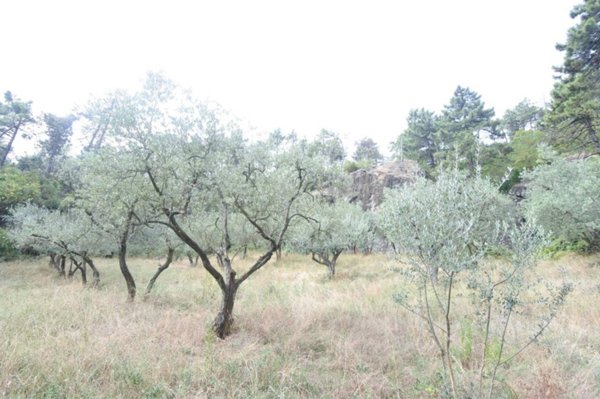 terreno agricolo in vendita a Prato in zona Figline