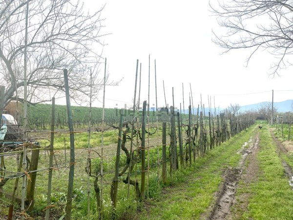 terreno agricolo in vendita a Prato in zona Iolo