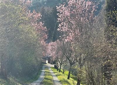 casa indipendente in vendita a Prato in zona Casale