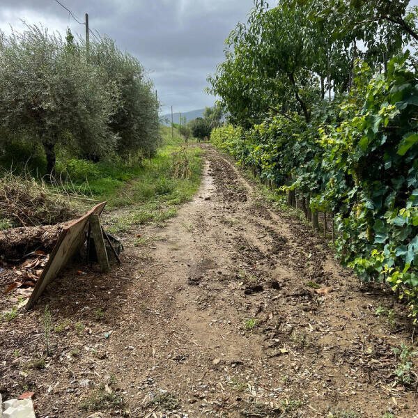 terreno agricolo in vendita a Prato in zona Iolo