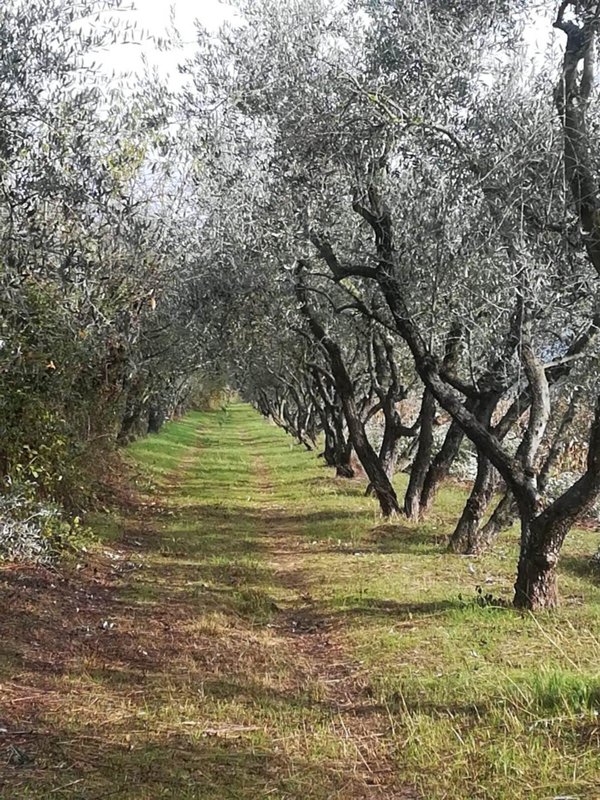 terreno agricolo in vendita a Prato in zona Tavola