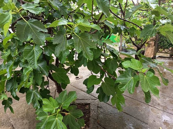 appartamento in vendita a Prato