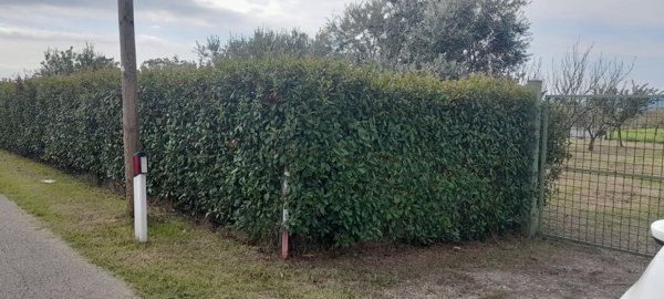 terreno in vendita a Prato in zona Castelnuovo