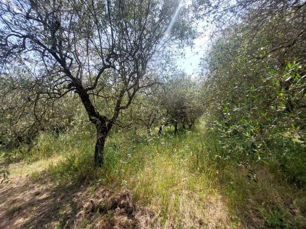 terreno agricolo in vendita a Vaiano