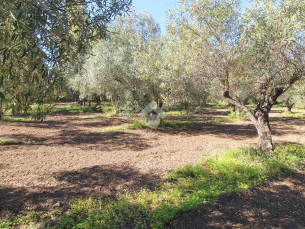 terreno agricolo in vendita ad Isola di Capo Rizzuto