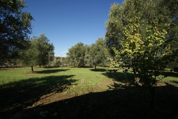 casa indipendente in vendita a Briatico