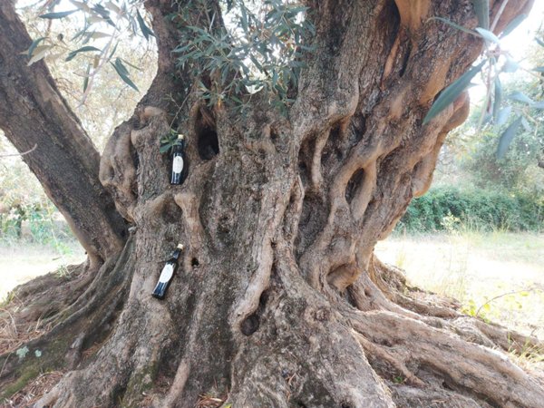 azienda agricola in vendita a Briatico in zona Sciconi