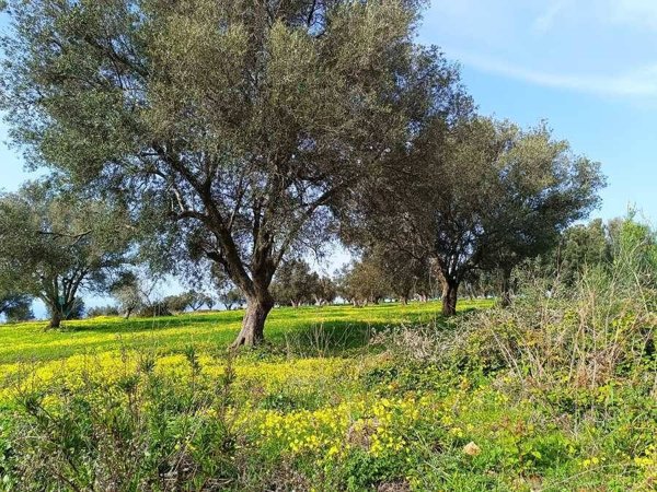 terreno agricolo in vendita a Drapia in zona Carìa