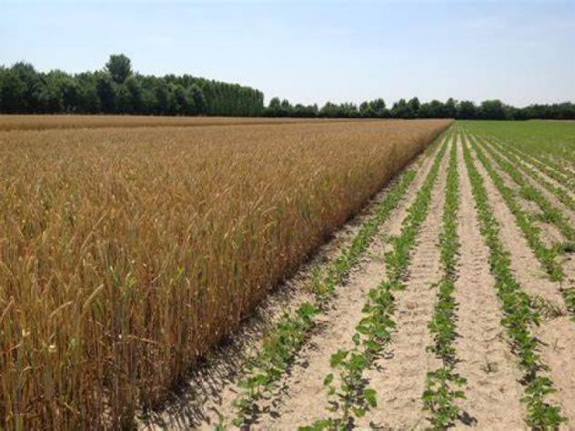 terreno agricolo in vendita a Mileto