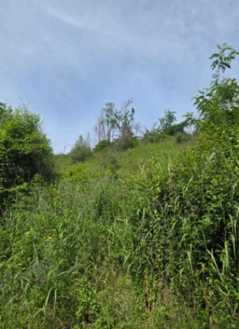 terreno agricolo in vendita a Mileto