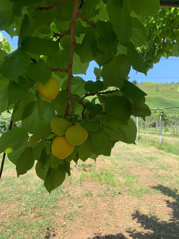 terreno agricolo in vendita a Nicotera