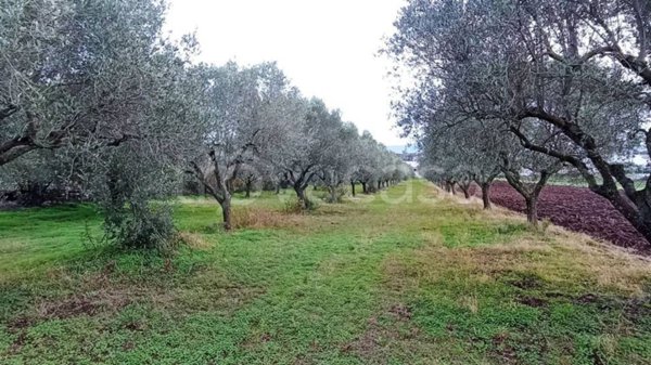 terreno agricolo in vendita a Pizzo